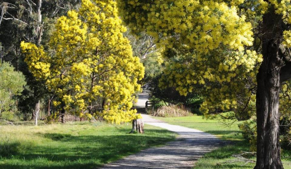 This 55-hectare park in Melbourne is home to thousands of blooming wattle trees and charming picnic shelters made from vintage trams