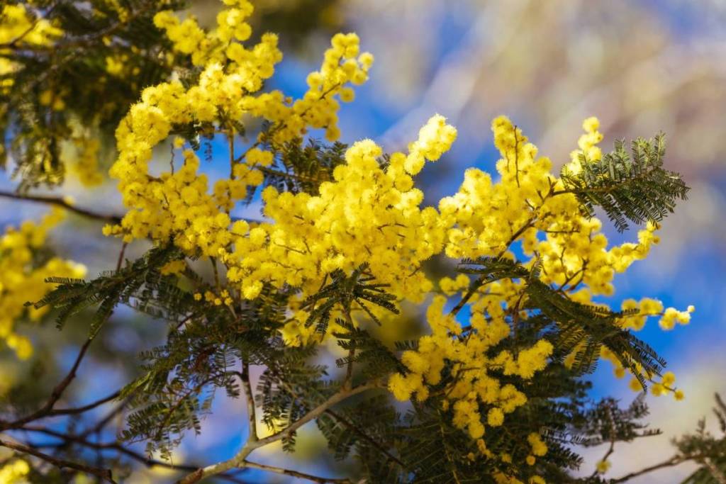 golden wattle blooming on a tree