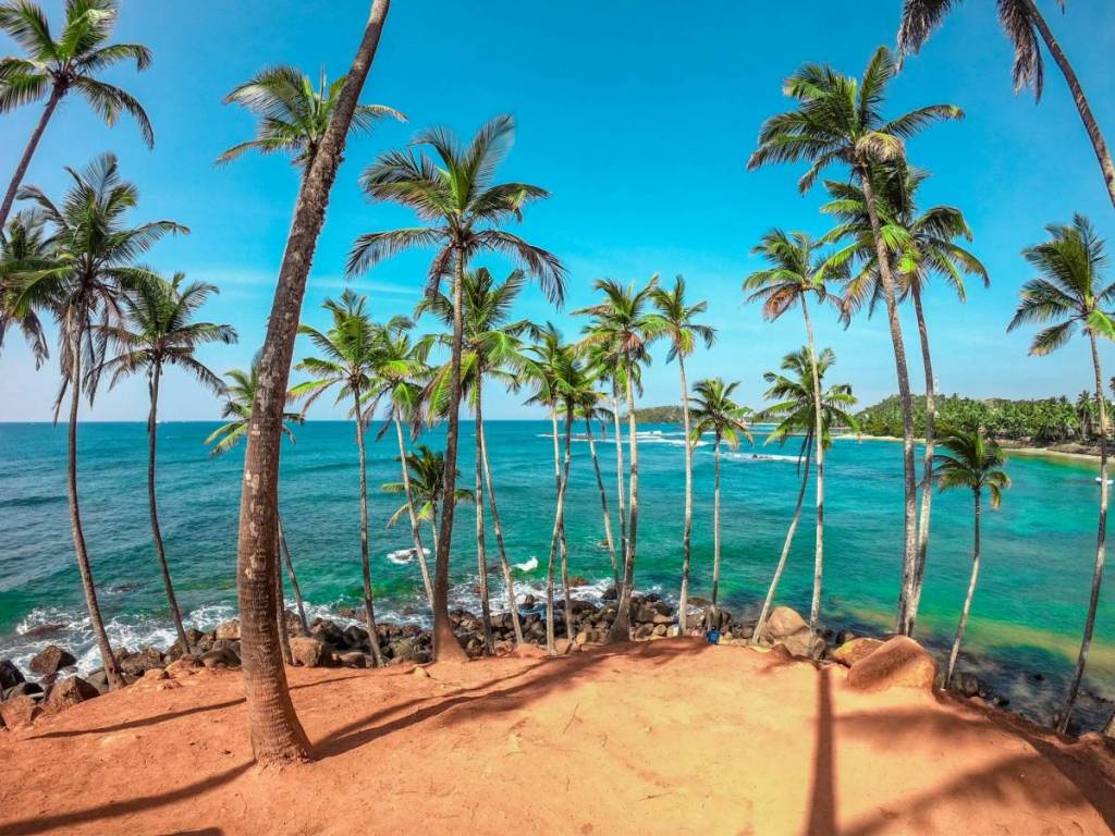 palm trees on a beach in Mirissa, Sri Lanka
