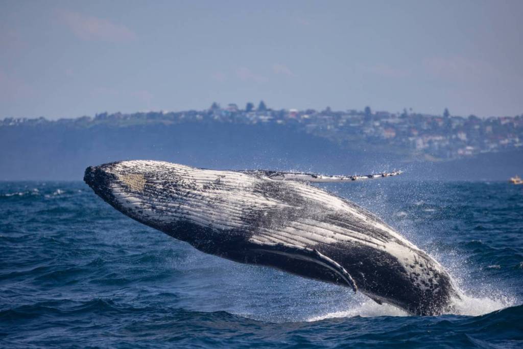 southern right and humpback whales in victoria
