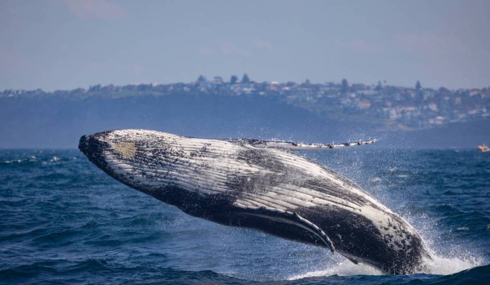 This majestic 6-hour marine safari is just 3 hours from Melbourne — with humpback whales, dolphins and a 90% sighting rate