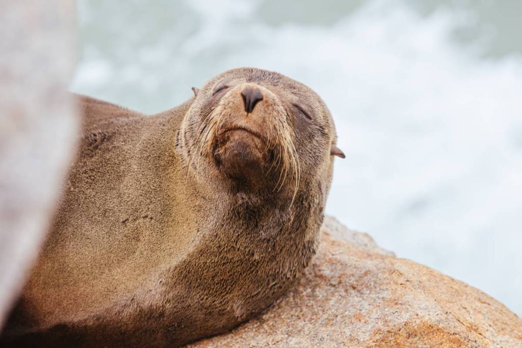 australian fur seals at wilsons promontory in melbourne, victoria