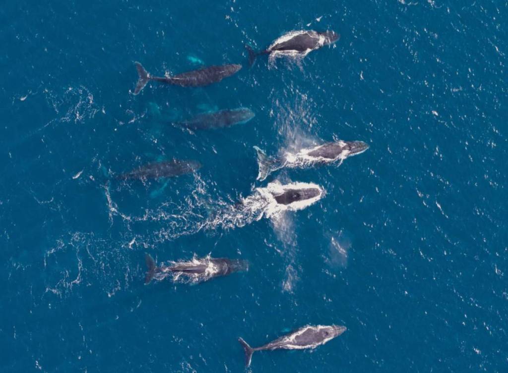 marine safari in victoria with whales