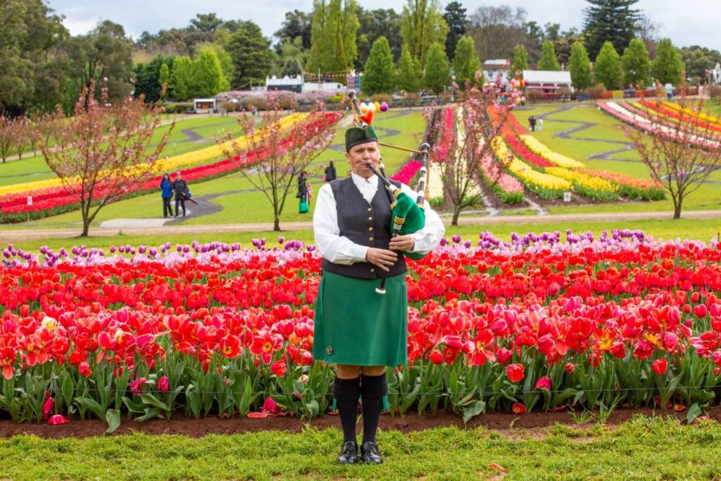 Irish Piper in field at Tesselaar Tulip Festival