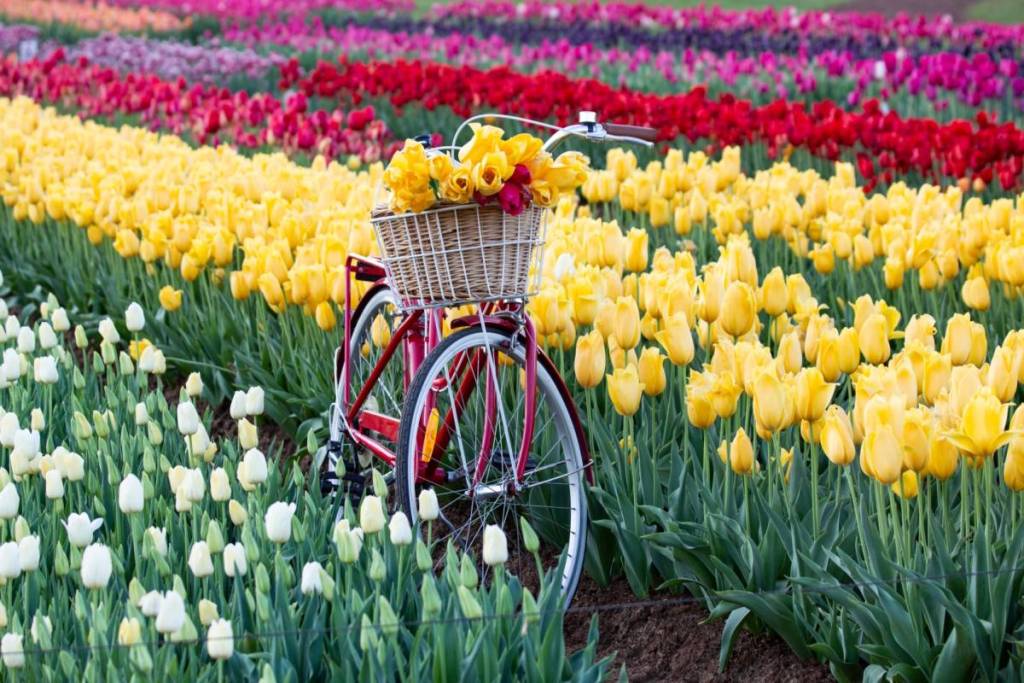 bike among tulip fields at Tesselaar Tulip Festival