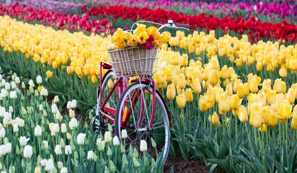 The pretty Tesselaar Tulip Festival will return with over a million blooming flowers, along with Dutch food, market stalls and more springtime fun