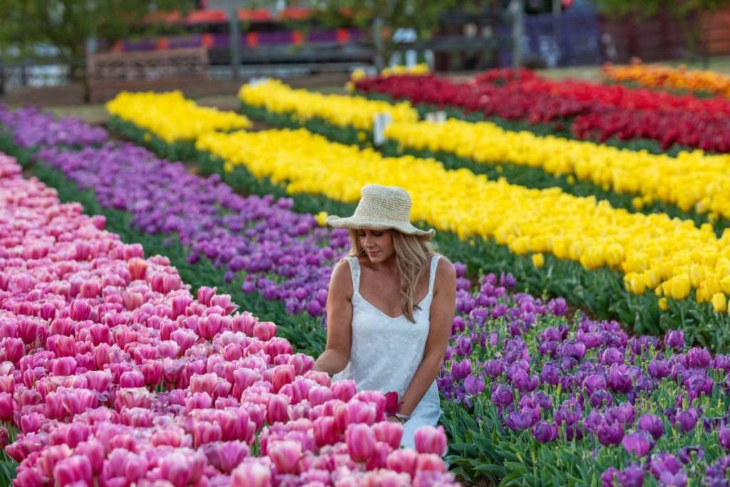 woman among rows of blooming tulips at Tesselaar Tulip Festival