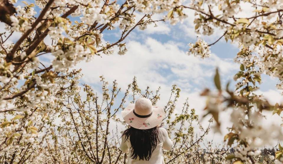 This dreamy cherry blossom festival, one hour away from Melbourne, will feature thousands of blooming trees, lazy picnics and cherry drinks