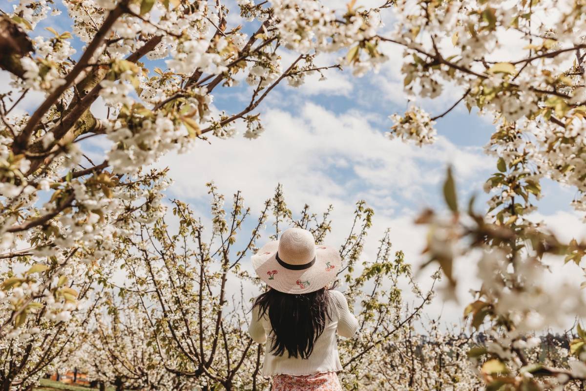 This dreamy cherry blossom festival, one hour away from Melbourne, will feature thousands of blooming trees, lazy picnics and cherry drinks
