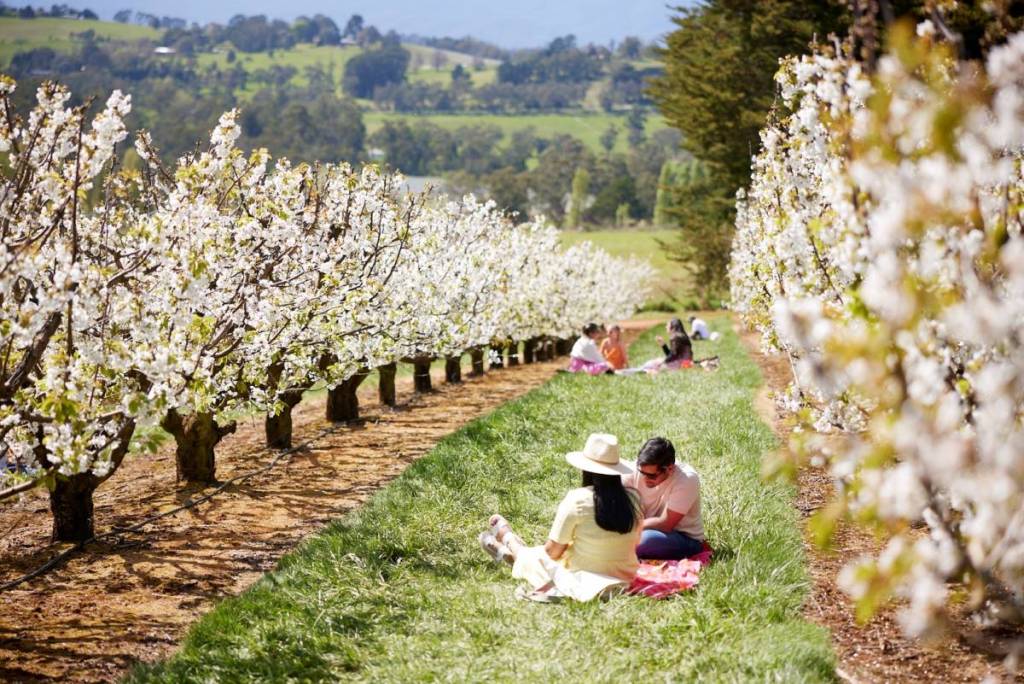 couple having a picnic among cherry blossom trees in CherryHill Orchards