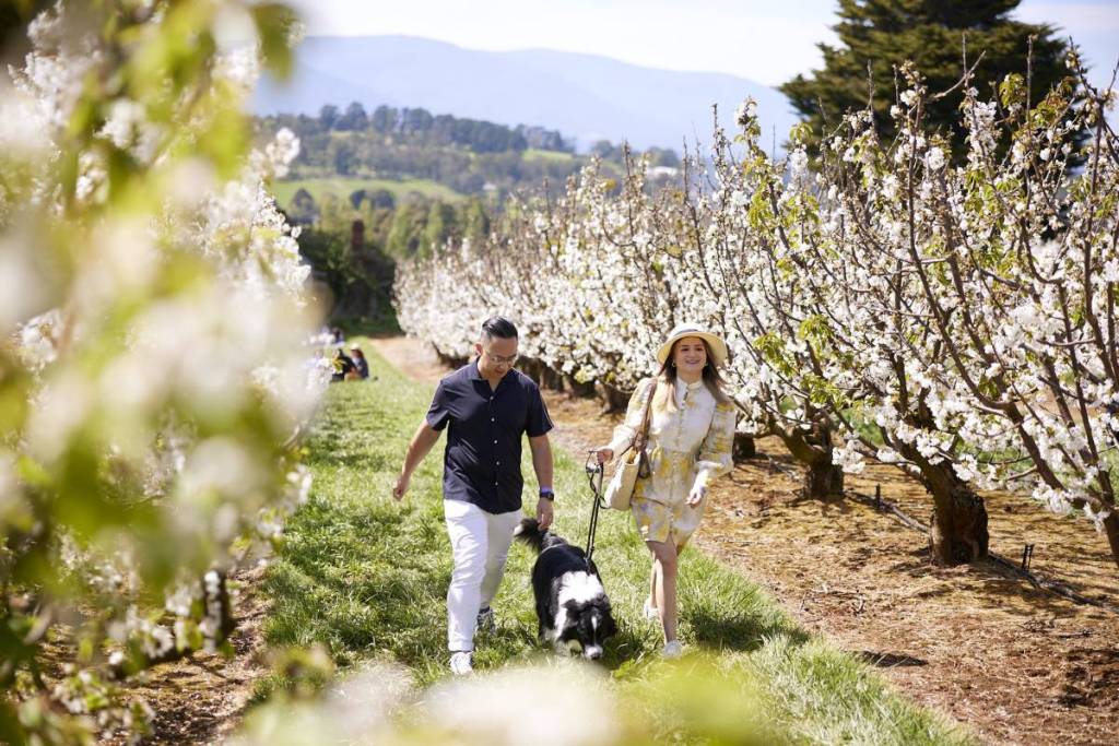 this-dreamy-cherry-blossom-festival-one-hour-away-from-melbourne-will