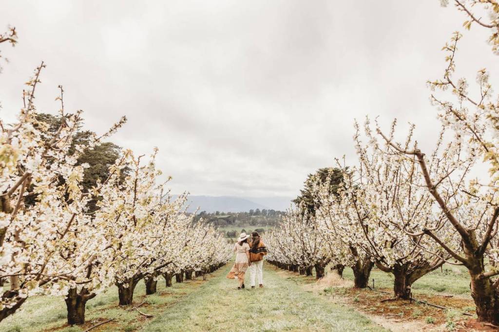 two people walking among blossom trees at CherryHill Orchards