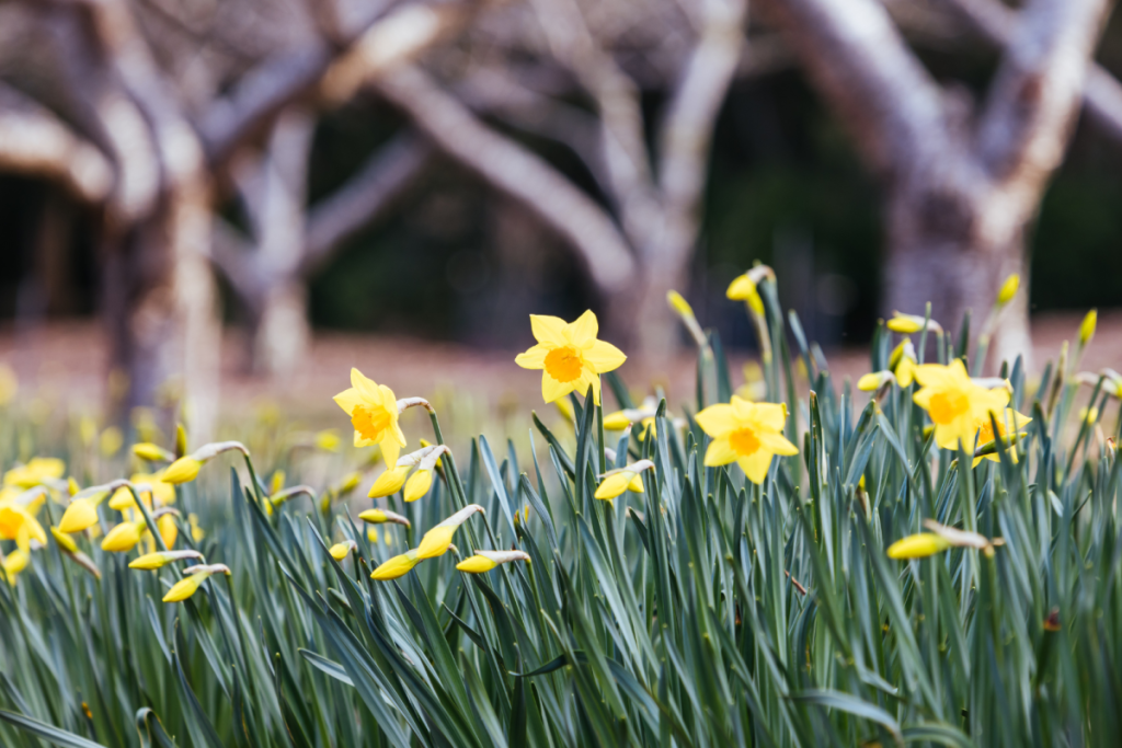 daffodils blooming at Dandenong Ranges Botanic Garden