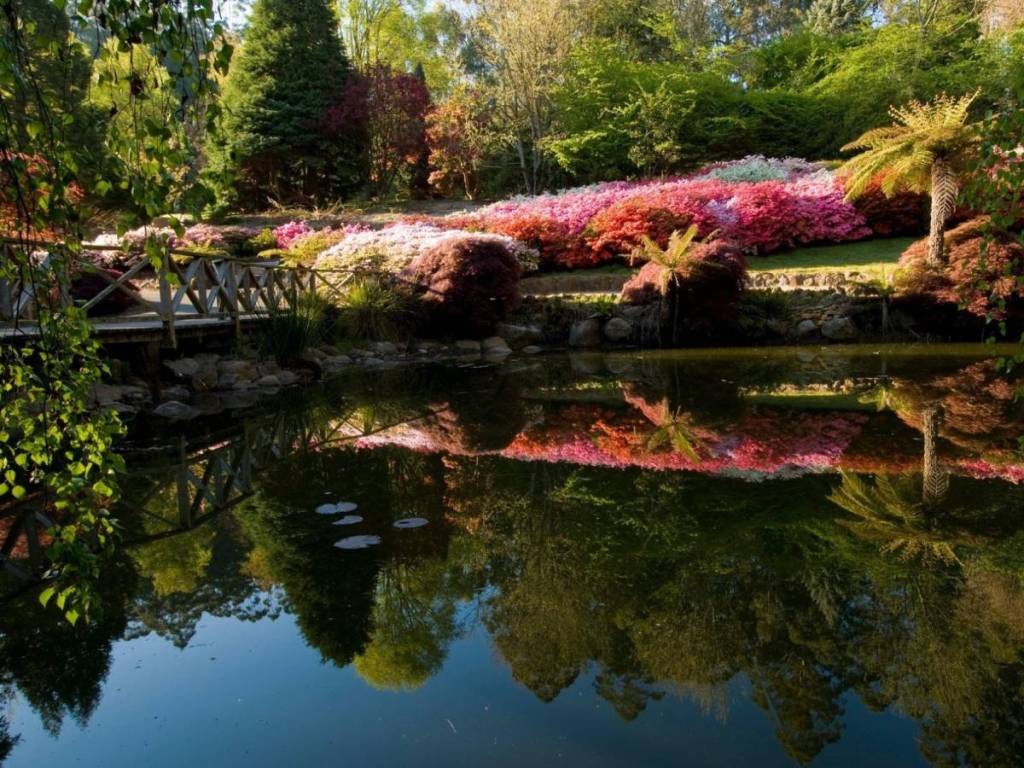 looking over a pond to see colourful flower bushes at Dandenong Ranges Botanic Garden