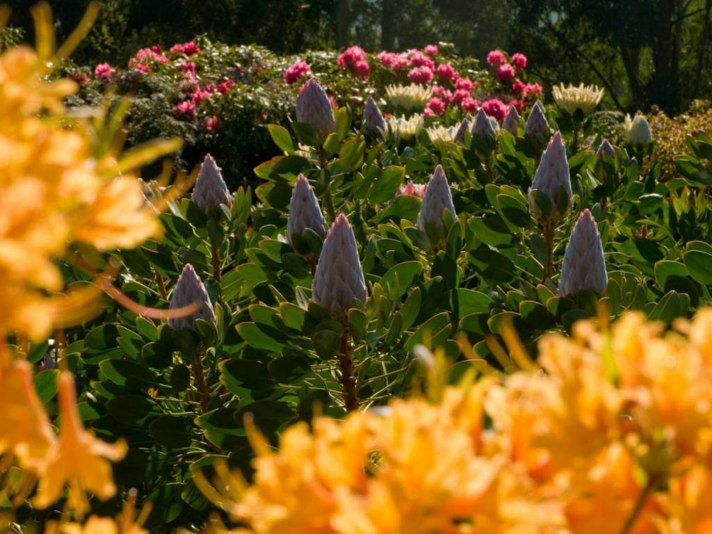 budding proteas at Dandenong Ranges Botanic Garden