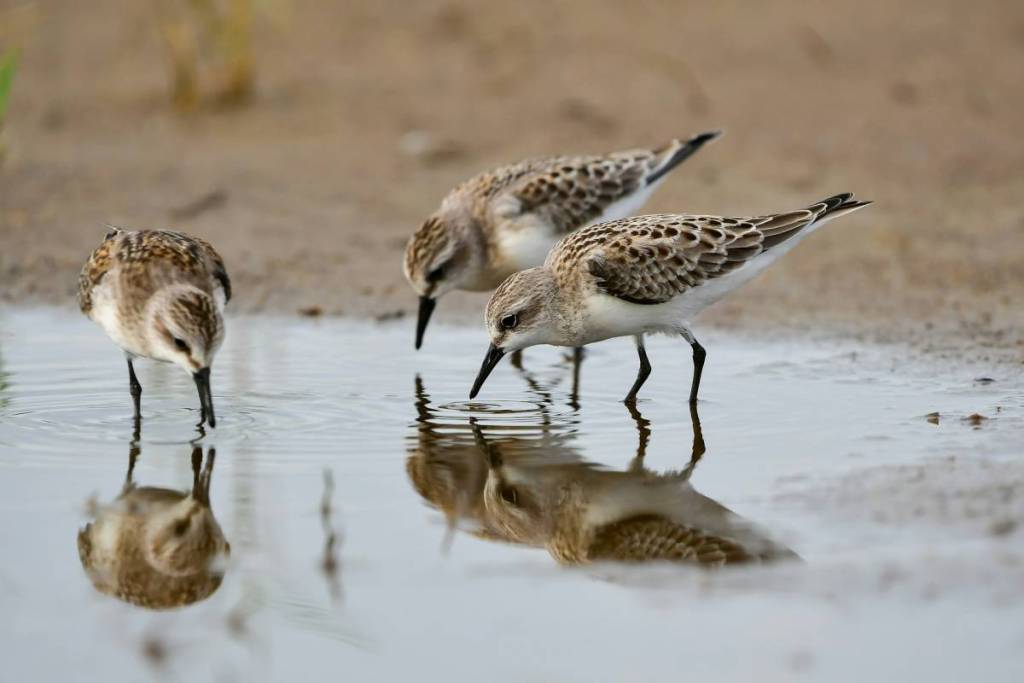 three red necked stint birds foraging in water