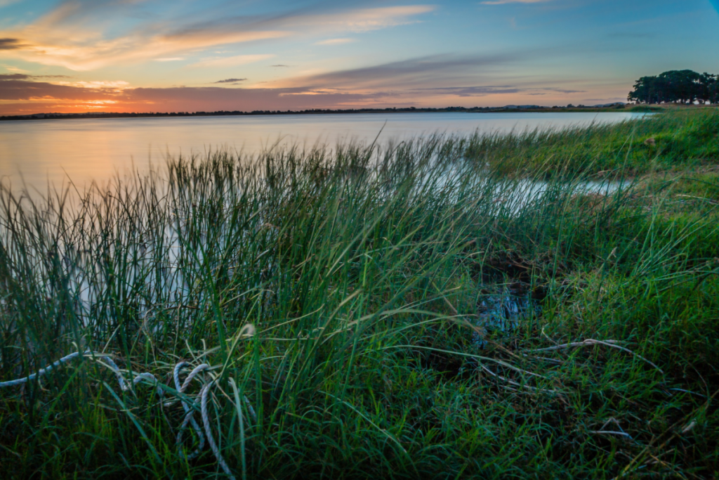 Lake Corangamite at sunset, with grass or reeds in foreground