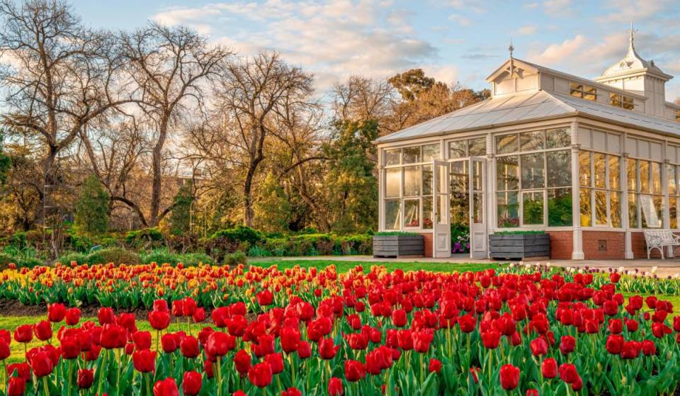 This beautiful town in Victoria is a must-see this spring, with thousands of blooming tulips, enchanting walks, lively markets and more