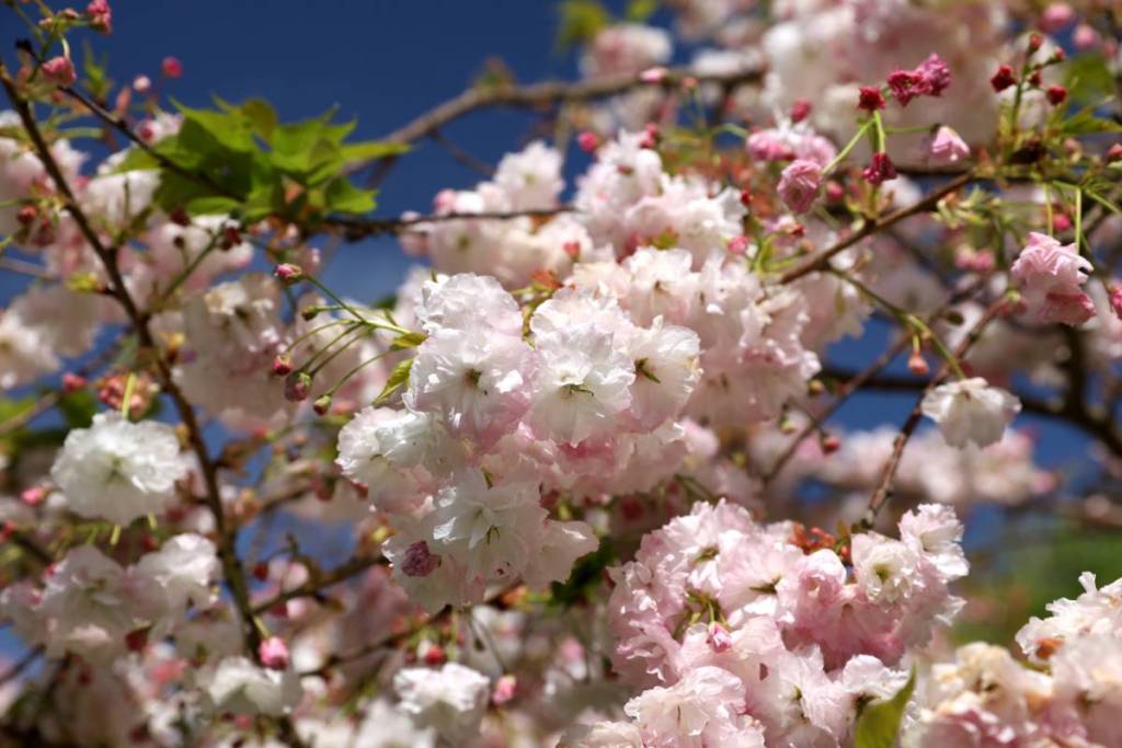 close up of cherry blossoms blooming in Banksia Park