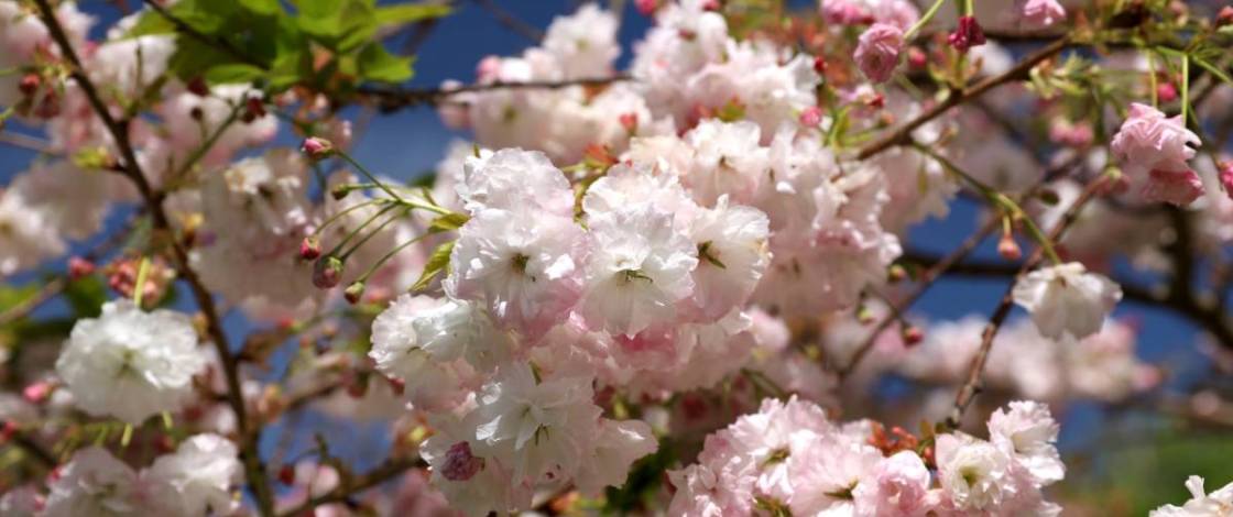 This Melbourne park is home to 100 cherry blossom trees, and it’s free to visit