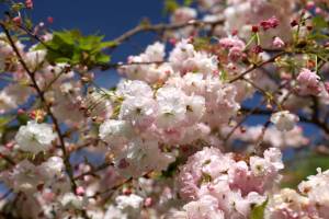 This Melbourne park is home to 100 cherry blossom trees, and it’s free to visit