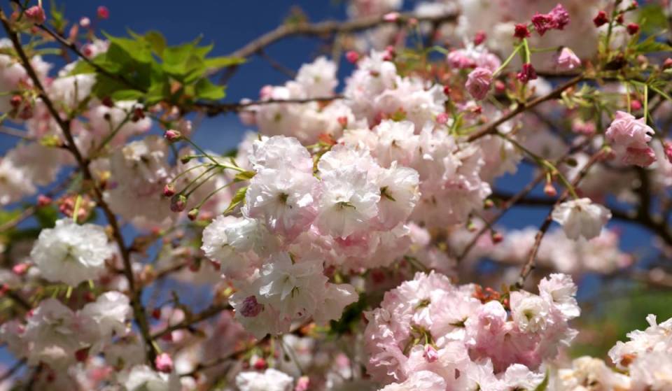 This Melbourne park is home to 100 cherry blossom trees, and it’s free to visit