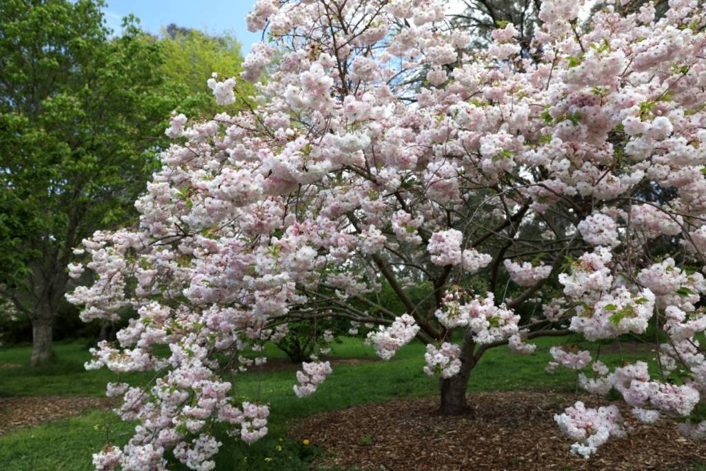 a tree blooming with cherry blossoms in Banksia Park