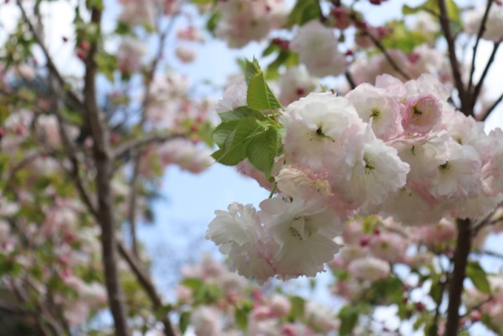 shogetsu cherry blossom flowers blooming