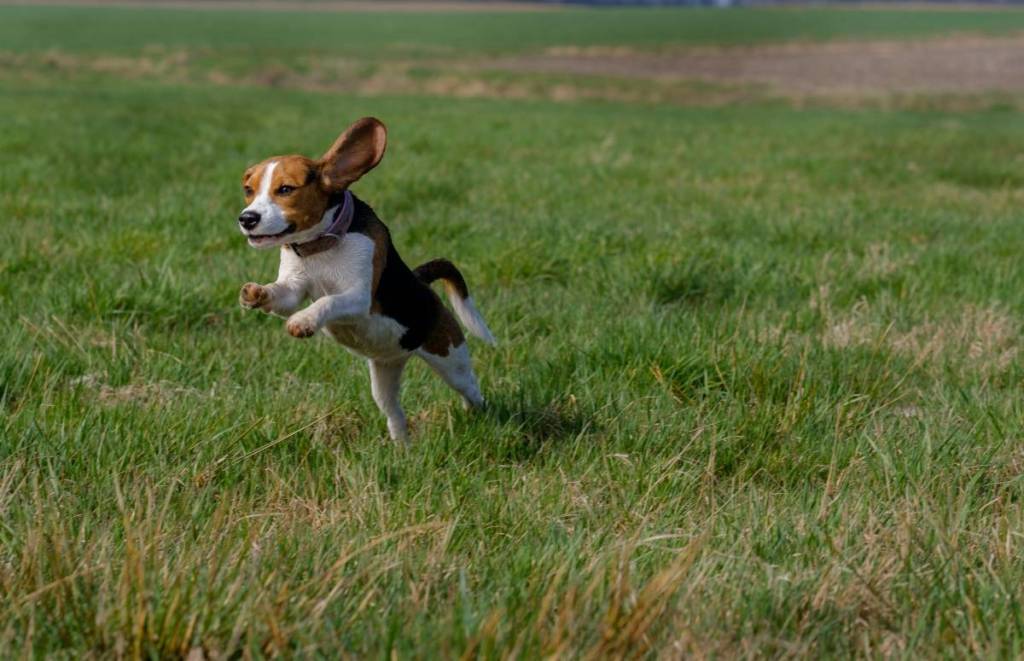 beagle running in a grassy park