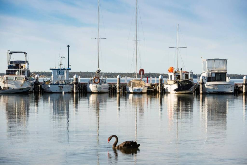 a black swan in front of boats at Paynesville