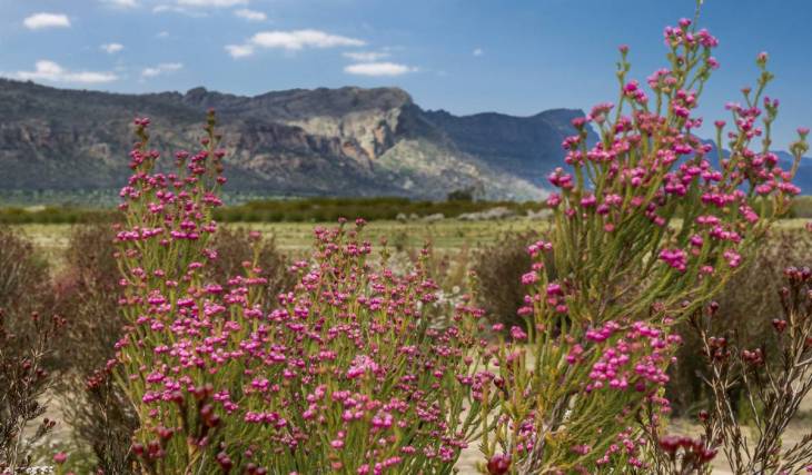 The ‘garden of Victoria’ is home to over 1,000 wildflower species, and is just 3 hours from Melbourne
