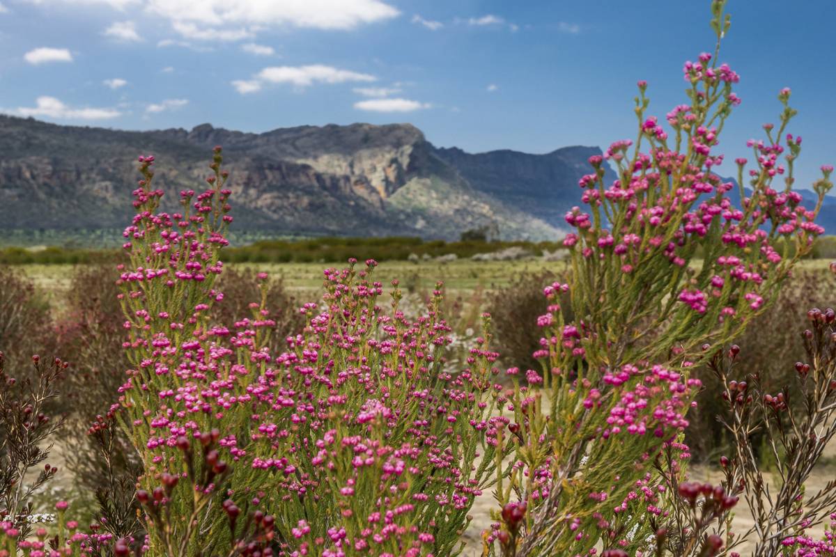 The ‘garden of Victoria’ is home to over 1,000 wildflower species, and is just 3 hours from Melbourne