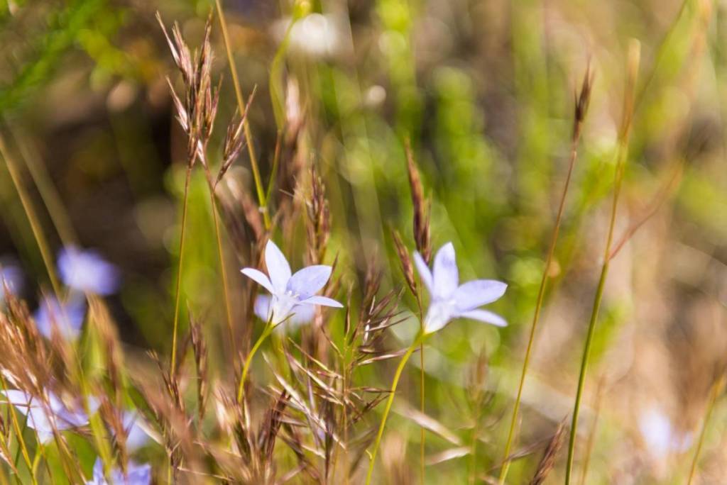 delicate wildflower in the Grampians