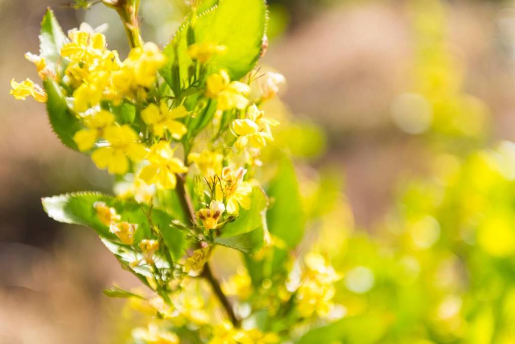 yellow wildflowers in Grampians