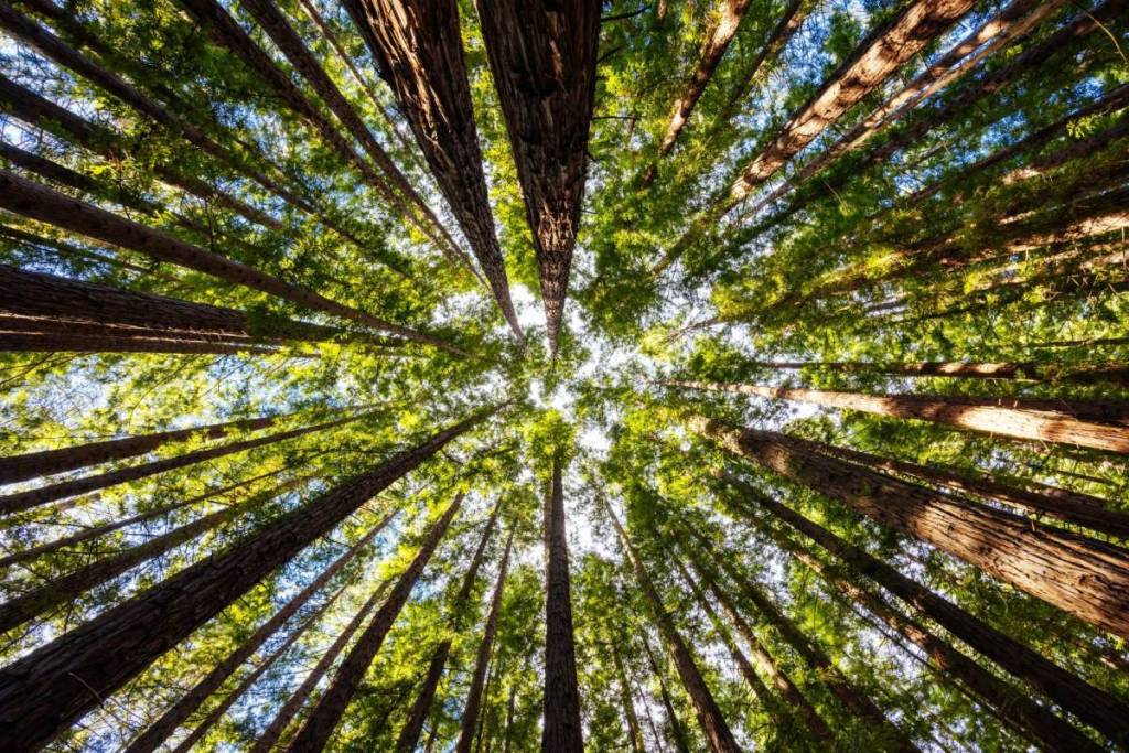 cement creek redwood forest in warbuton near Melbourne