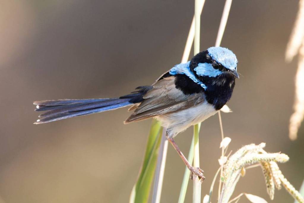 a Superb Fairy-wren at cement creek redwood forest in warbuton near Melbourne