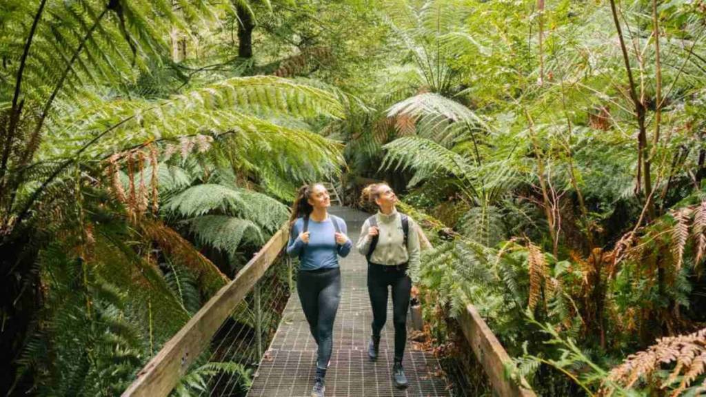 rainforest gallery at cement creek redwood forest in warbuton near Melbourne