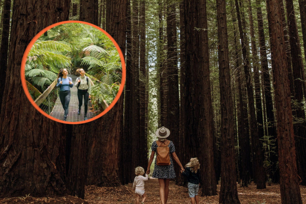 cement creek redwood forest in warbuton near Melbourne