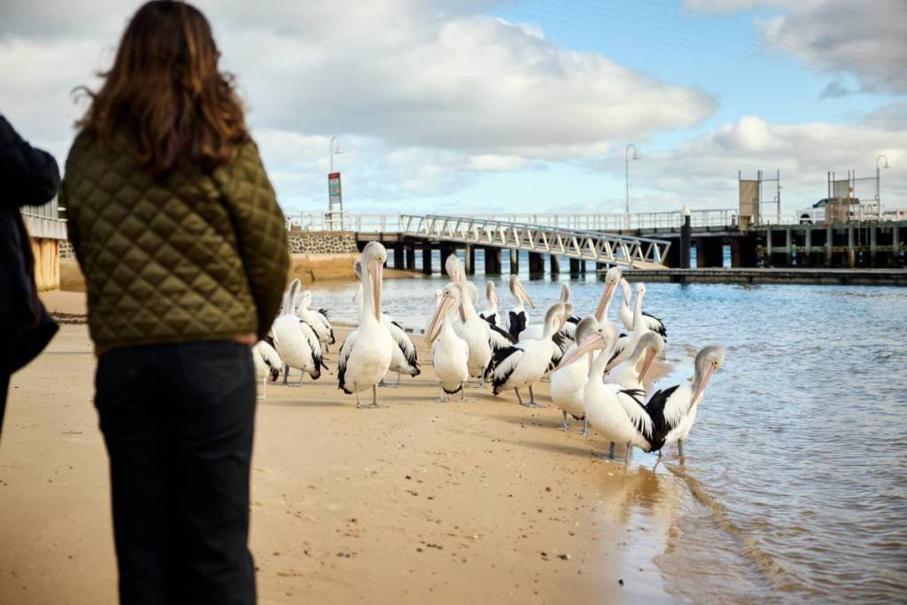pelicans at San Remo