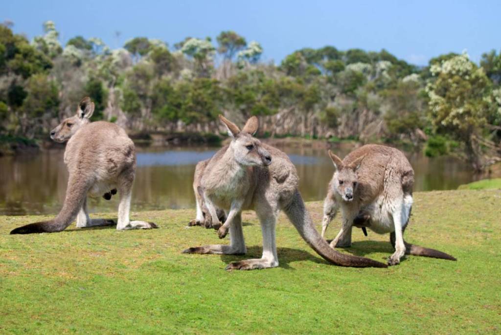 kangaroos and wallabys at cape woolamai circuit walk in Philip island in Melbourne, victoria