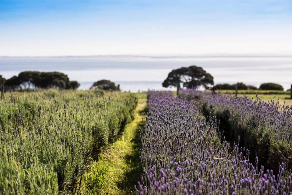 lavender garden on Churchill Island