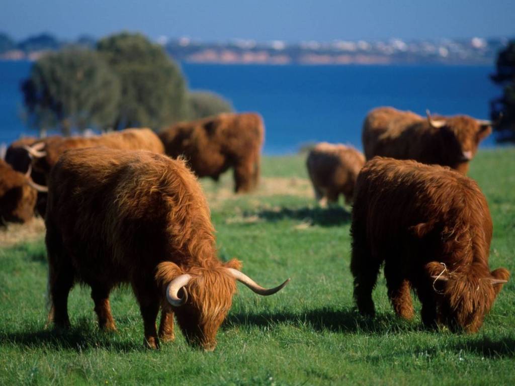 fluffy Highland cows grazing on Churchill Island