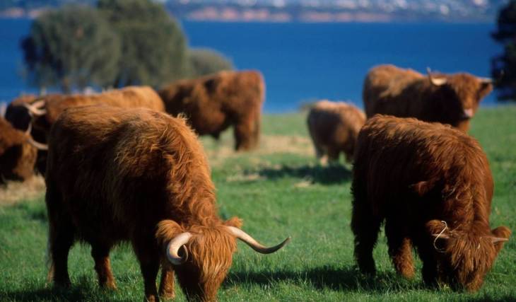 This 57-hectare island near Melbourne is a sweet spring escape, with fluffy Highland cows and blooming lavender