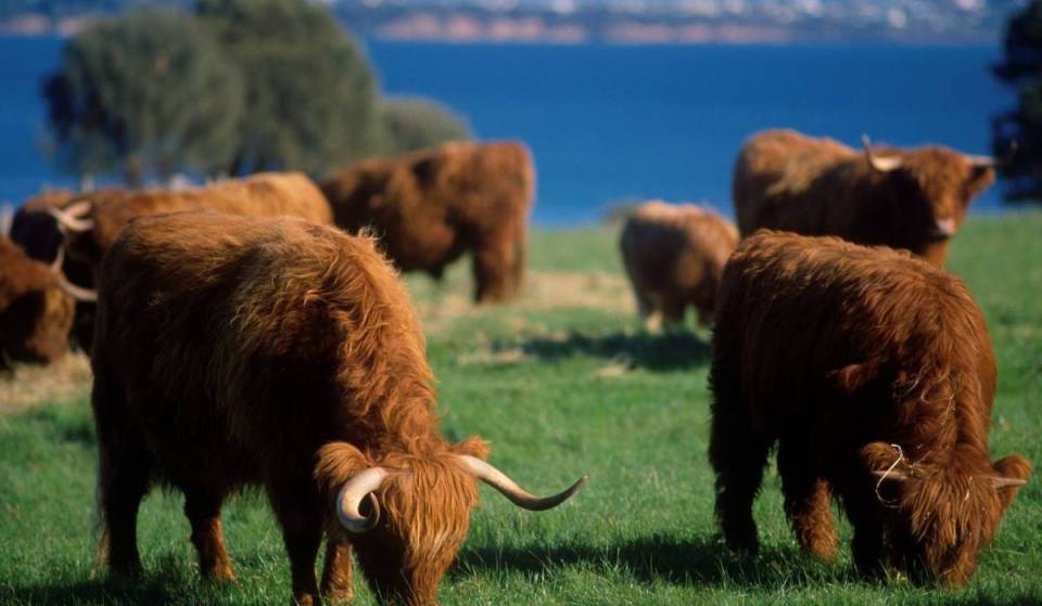 This 57-hectare island near Melbourne is a sweet spring escape, with fluffy Highland cows and blooming lavender