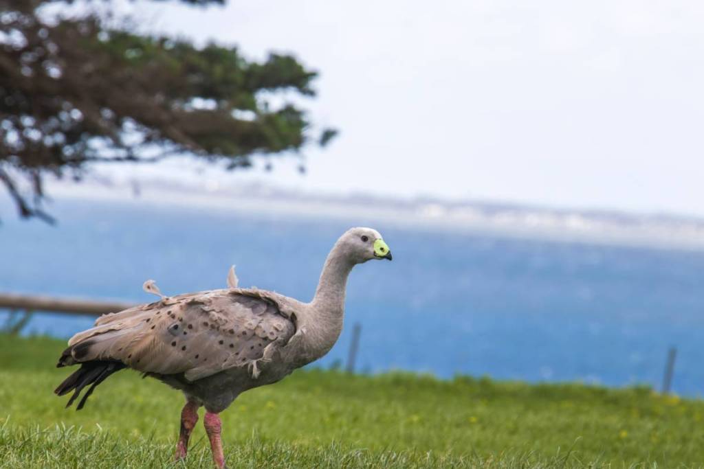 Cape Barren Goose on Churchill Island