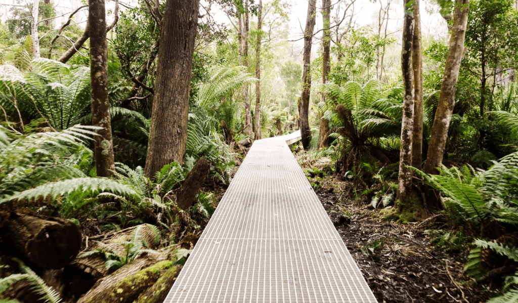 Sealers Cove boardwalk through forest