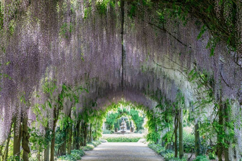 the wisteria arbour in full bloom at Alowyn Gardens