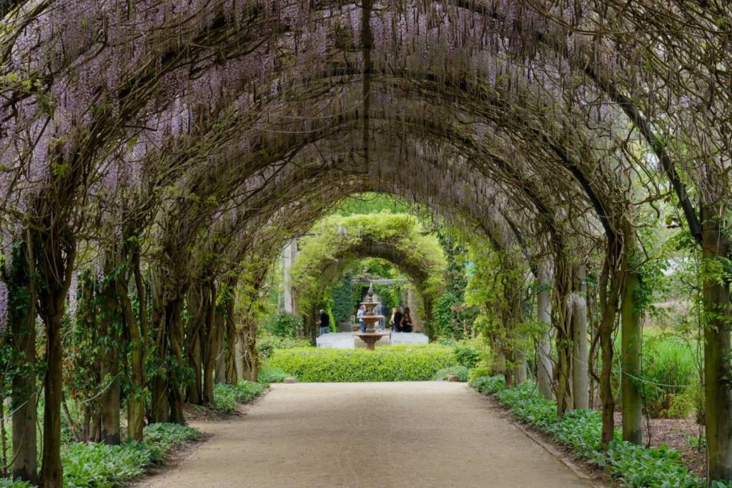 wisteria arbour at Alowyn Gardens