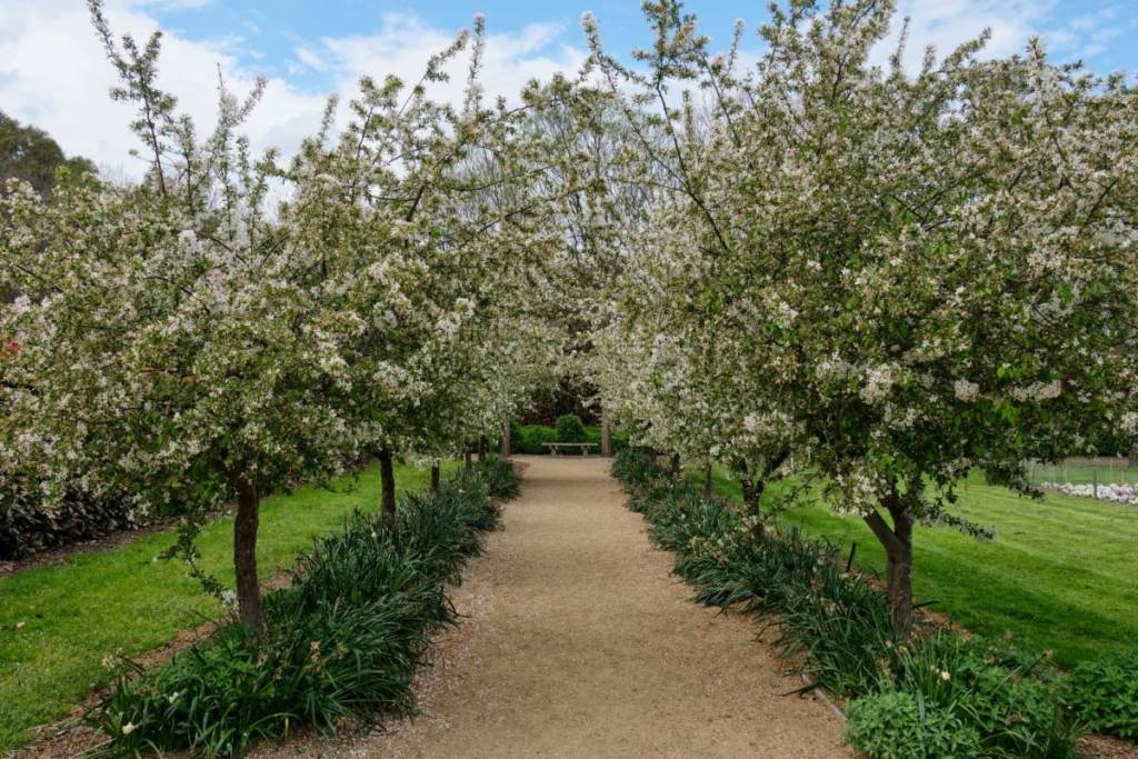 row of blossoming trees at Alowyn Gardens