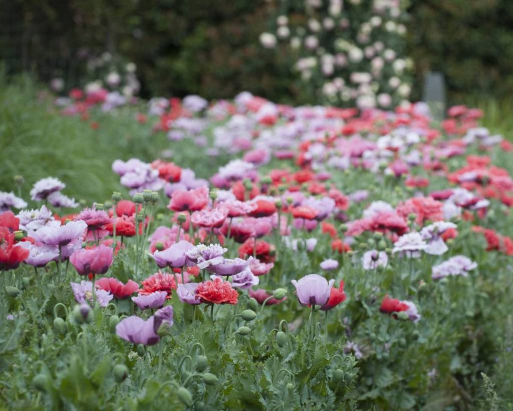 flowers in bloom at Alowyn Gardens